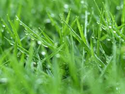 Recomendaciones de Cesplant para riego del césped natural